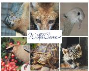 WildCare Oklahoma Logo